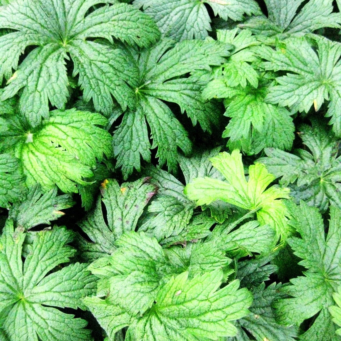 Wald-Storchschnabel 'Mayflower' (Geranium sylvaticum)
