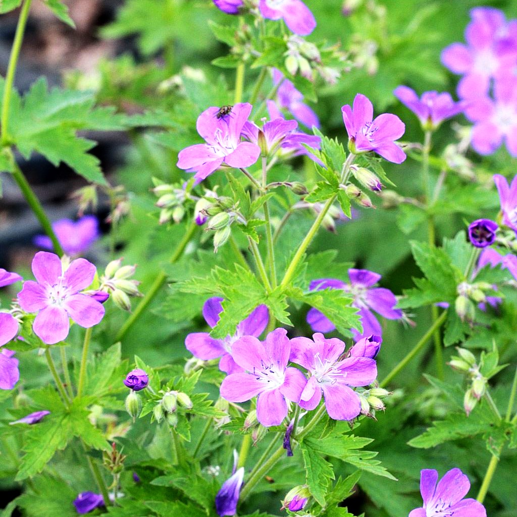 Wald-Storchschnabel 'Mayflower' (Geranium sylvaticum)