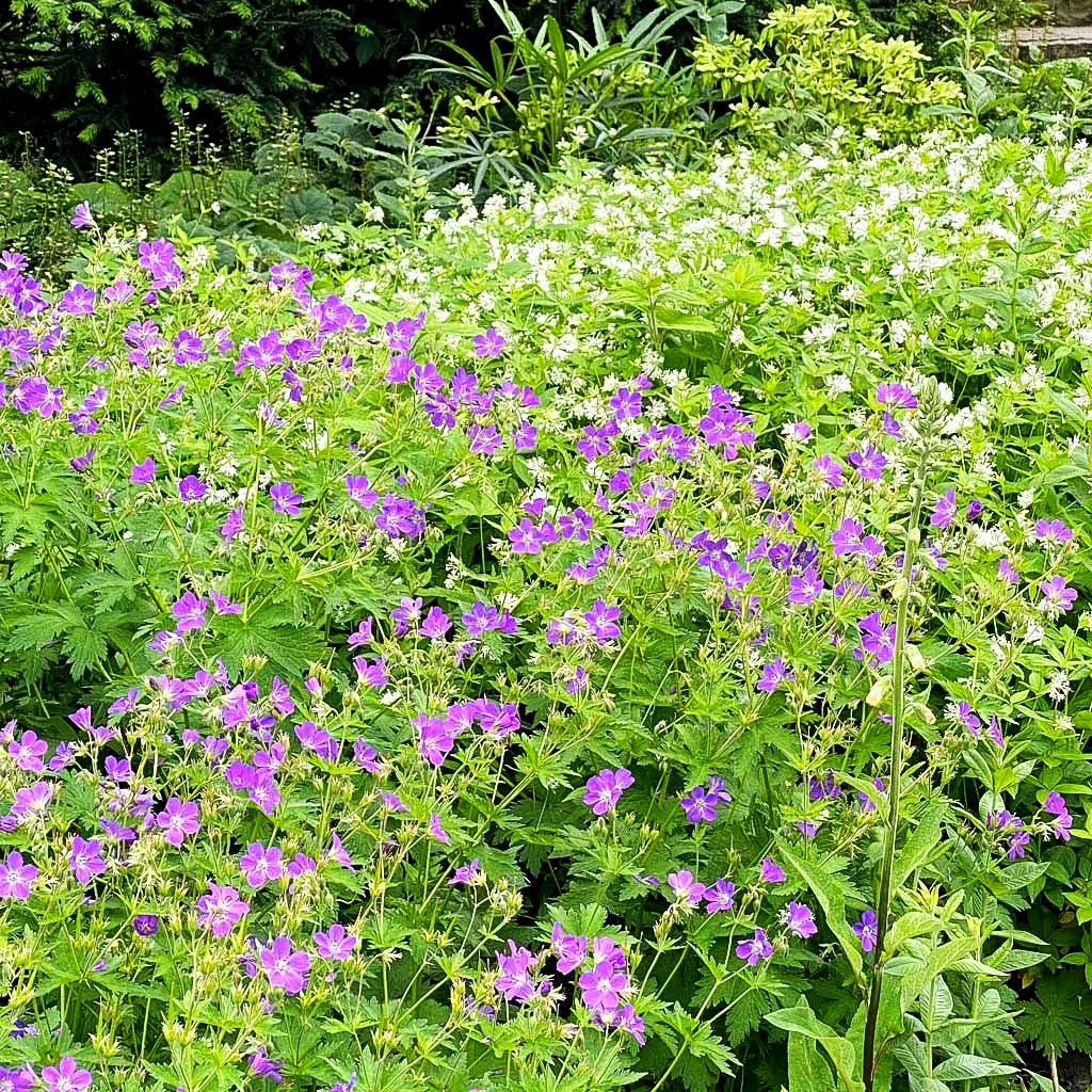 Wald-Storchschnabel 'Mayflower' (Geranium sylvaticum)