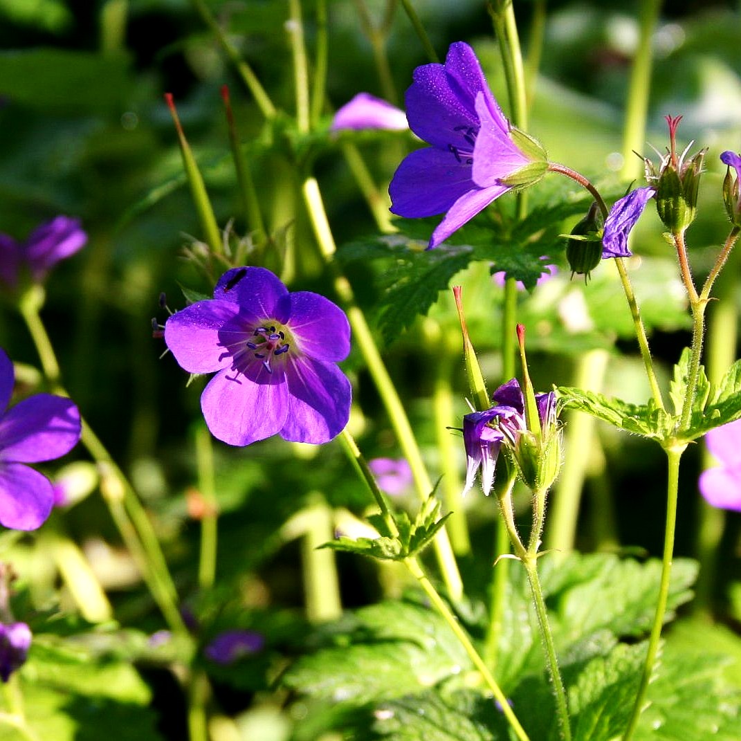 Wald-Storchschnabel 'Mayflower' (Geranium sylvaticum)