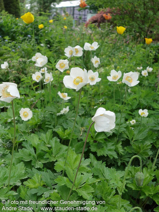 Wald-Windröschen (Anemone sylvestris)