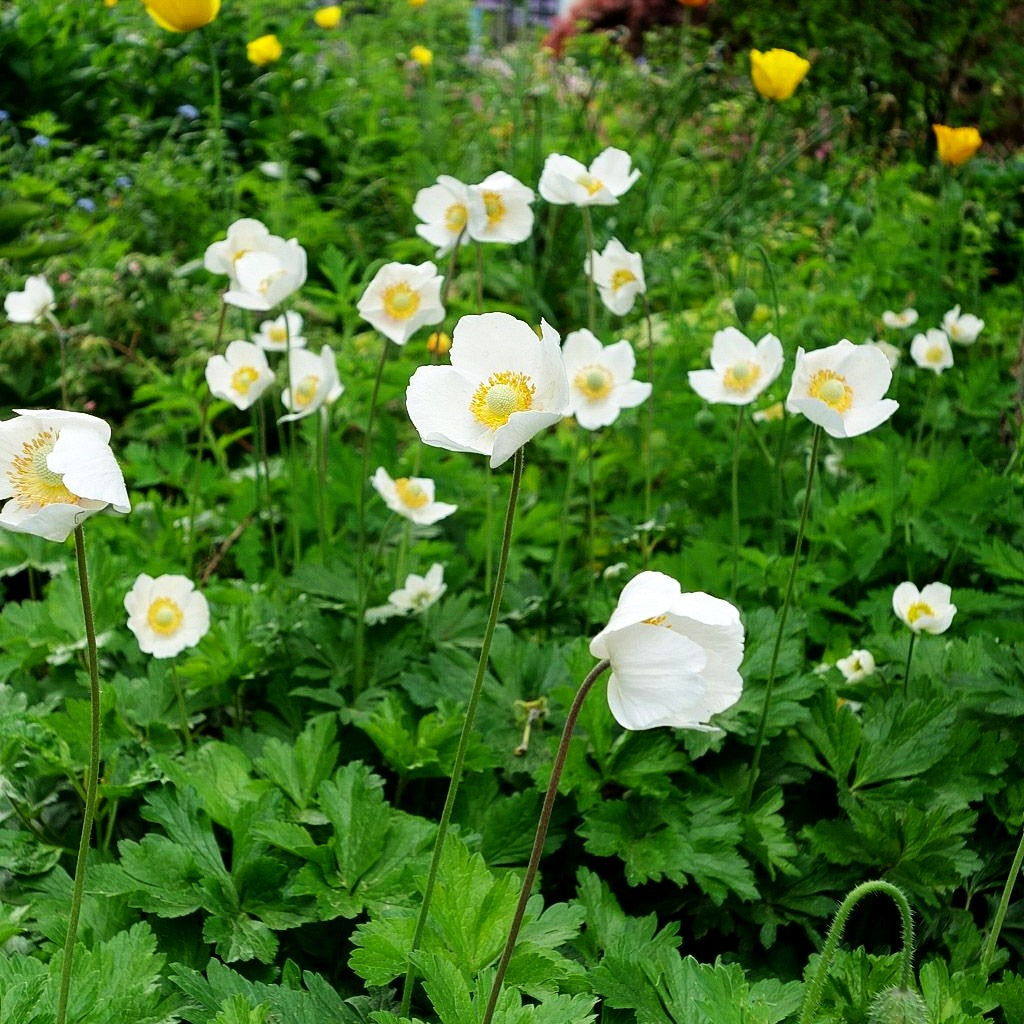 Wald-Windröschen (Anemone sylvestris)