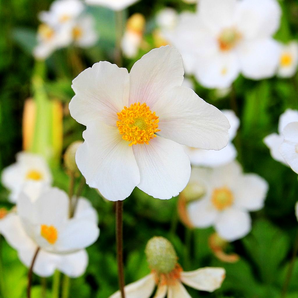 Wald-Windröschen (Anemone sylvestris)