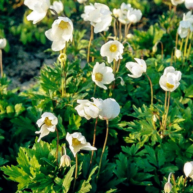Wald-Windröschen (Anemone sylvestris)