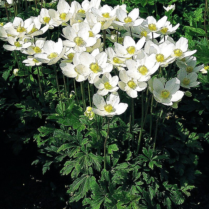 Wald-Windröschen (Anemone sylvestris)