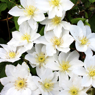 Waldrebe 'Apollonia' (Clematis x cult.)