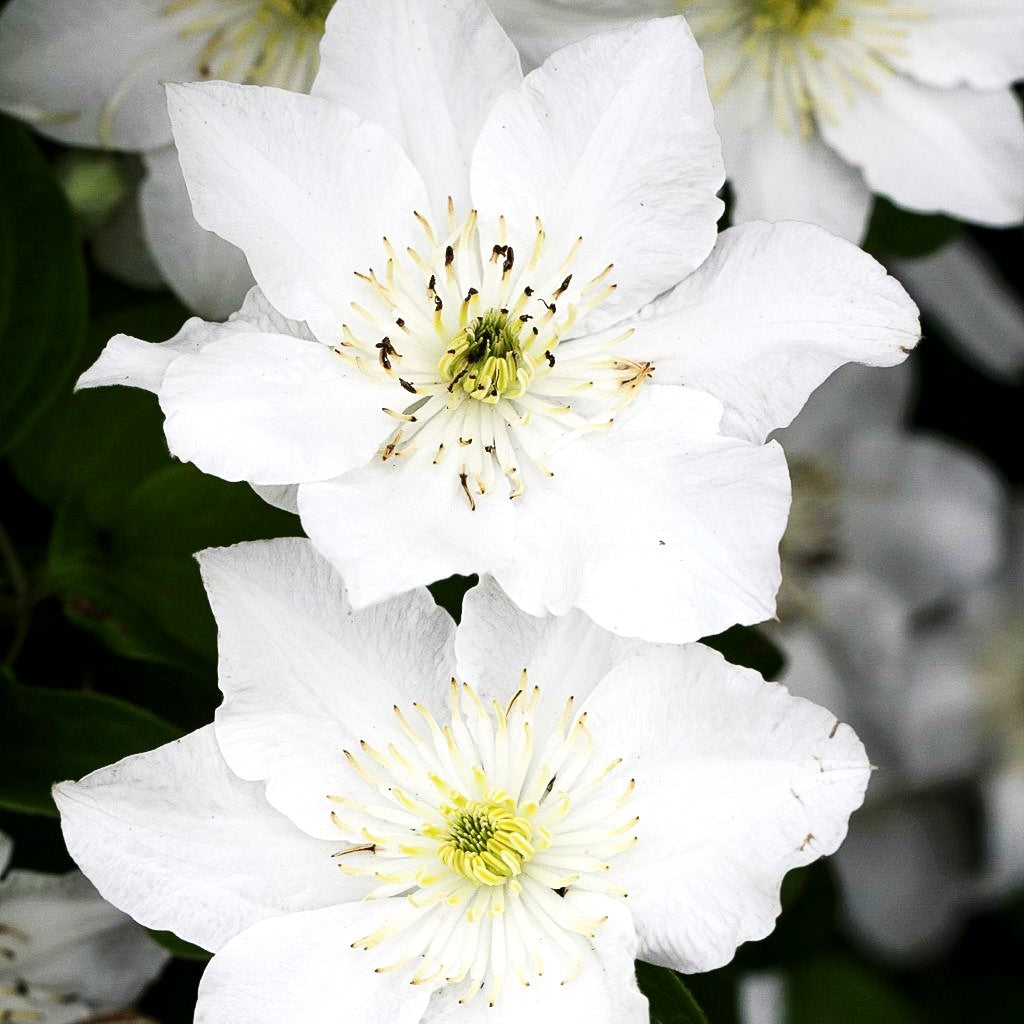 Waldrebe 'Apollonia' (Clematis x cult.)