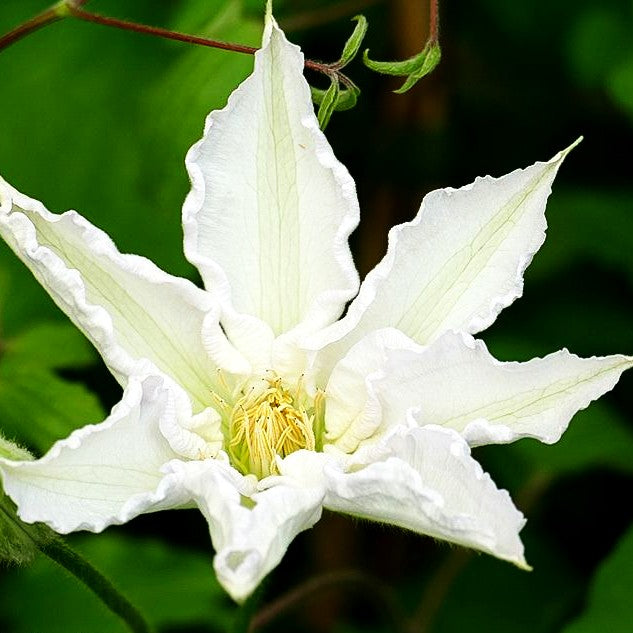 Waldrebe 'Apollonia' (Clematis x cult.)