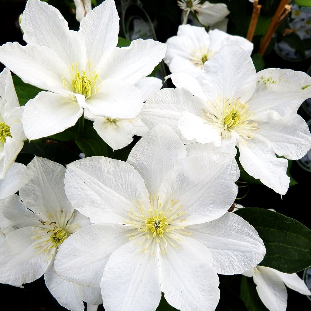 Waldrebe 'Apollonia' (Clematis x cult.)