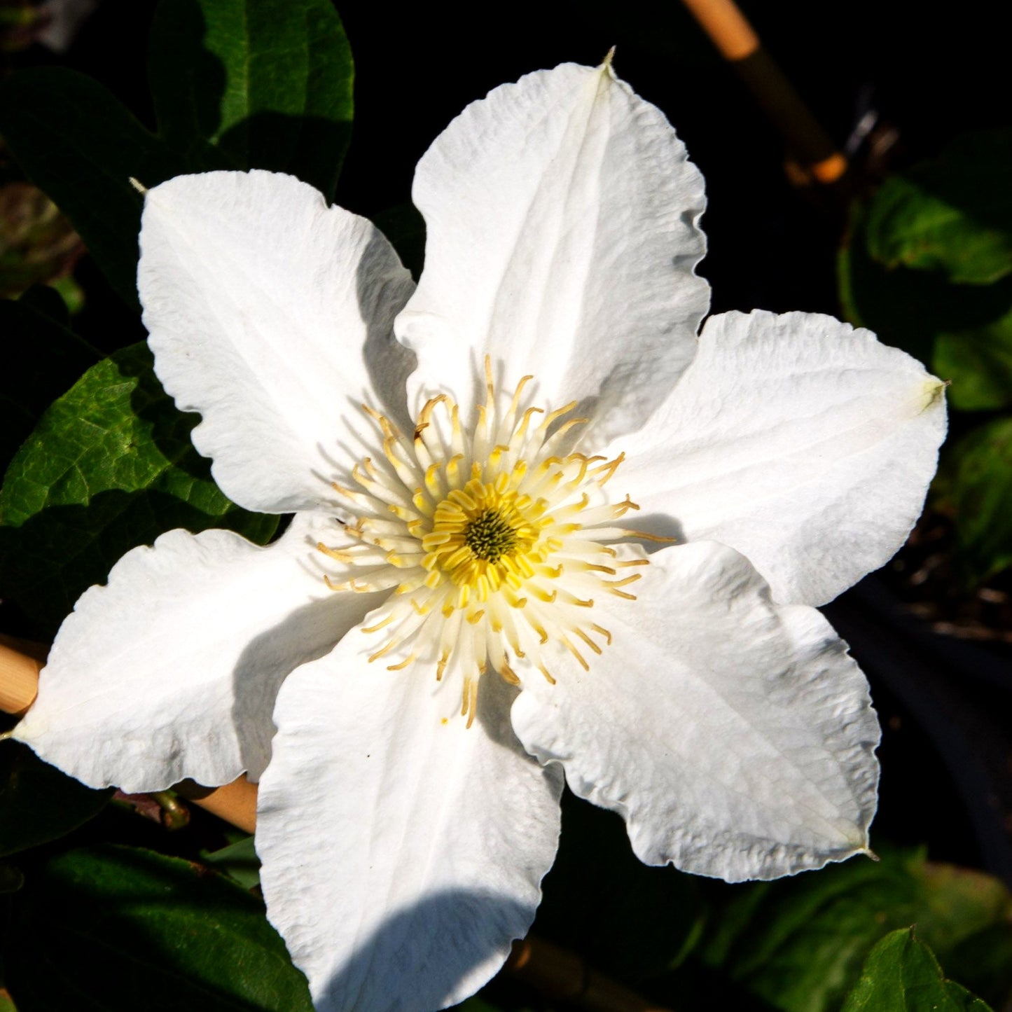 Waldrebe 'Apollonia' (Clematis x cult.)