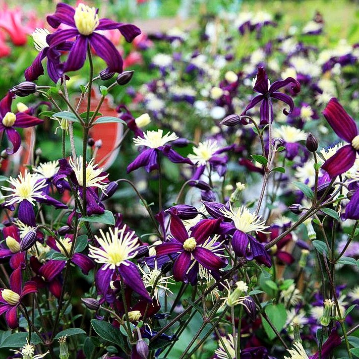 Waldrebe (Clematis x aromatica)