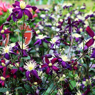 Waldrebe (Clematis x aromatica)
