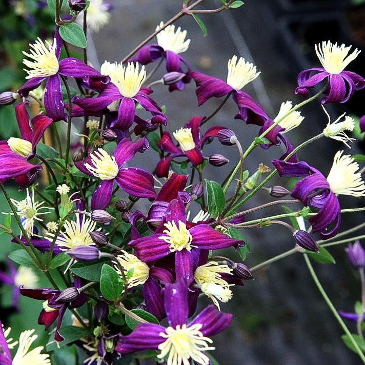Waldrebe (Clematis x aromatica)