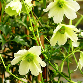Waldrebe 'Joe' (Clematis)
