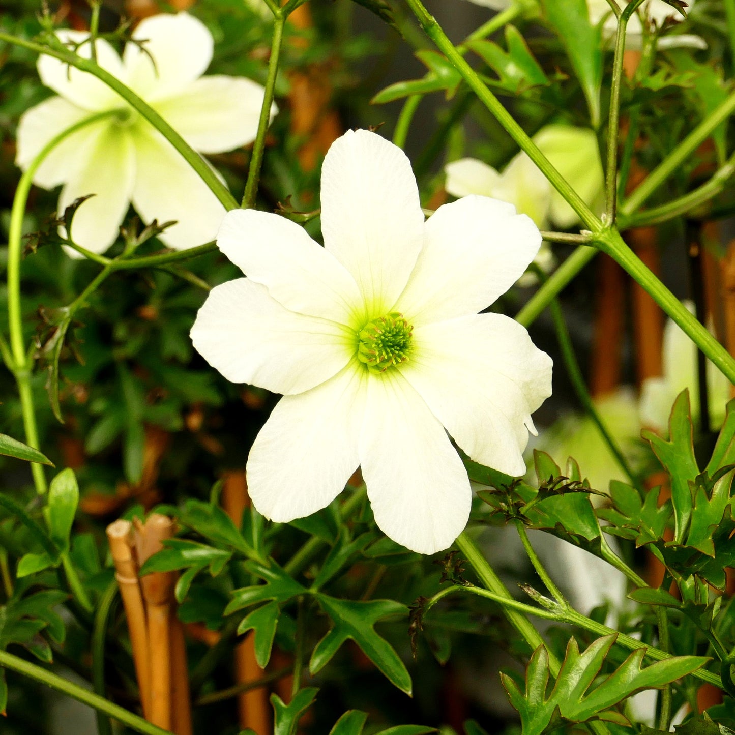 Waldrebe 'Joe' (Clematis)