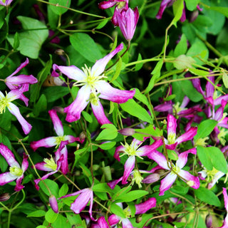 Waldrebe 'Rubromarginata' (Clematis x triternata)