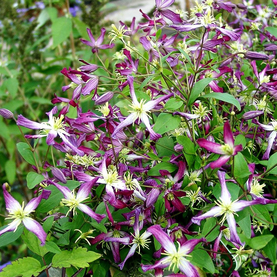 Waldrebe 'Rubromarginata' (Clematis x triternata)
