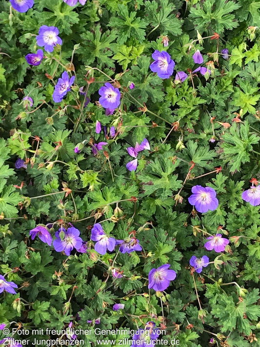 Wallichis Storchschnabel 'Azure Rush' (Geranium wallichianum)