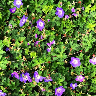 Wallichis Storchschnabel 'Azure Rush' (Geranium wallichianum)