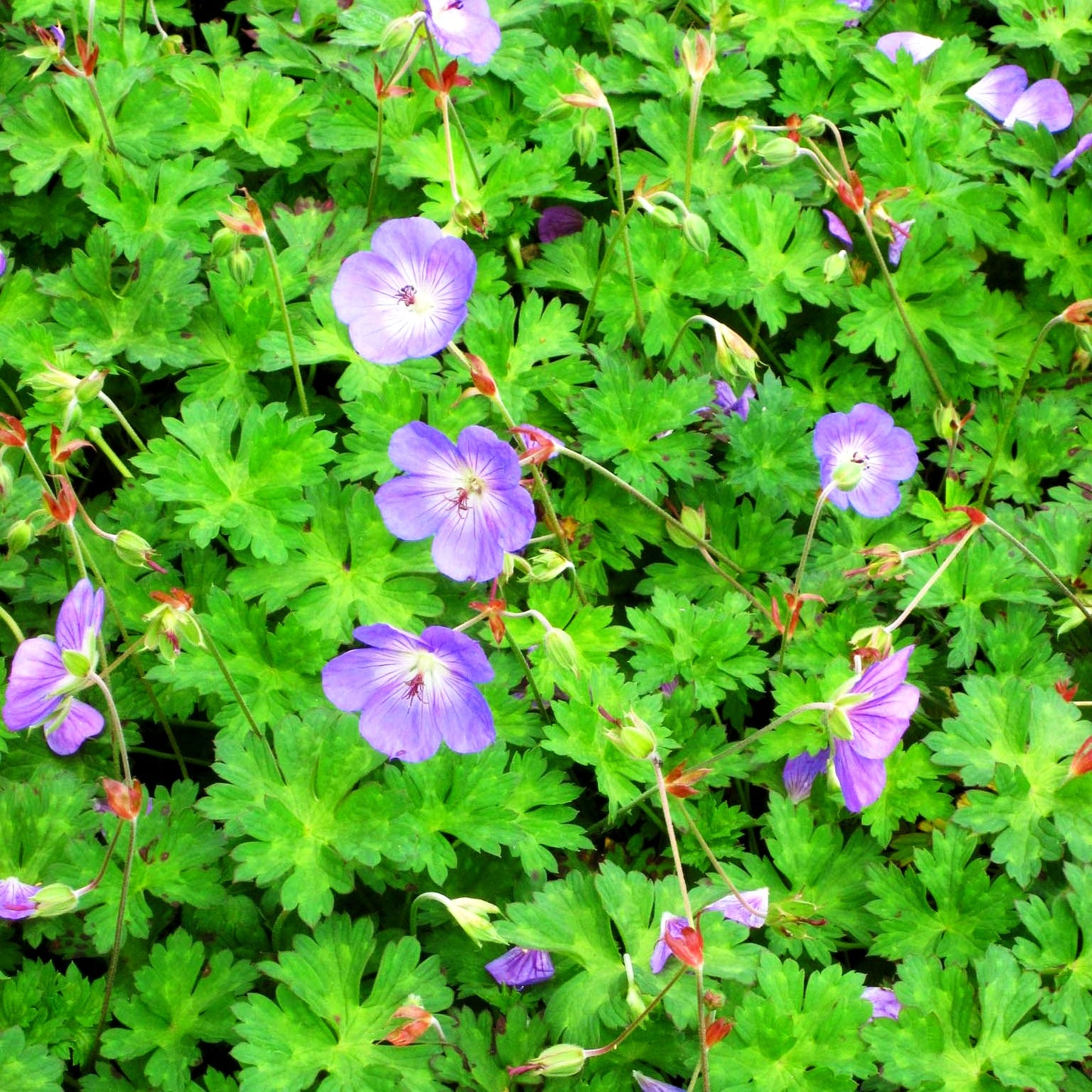 Wallichis Storchschnabel 'Azure Rush' (Geranium wallichianum)