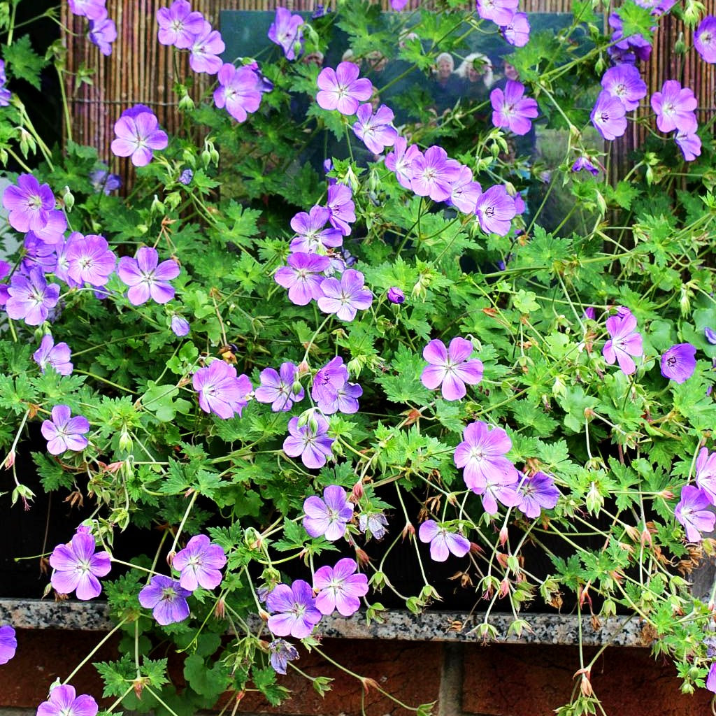 Wallichis Storchschnabel 'Azure Rush' (Geranium wallichianum)