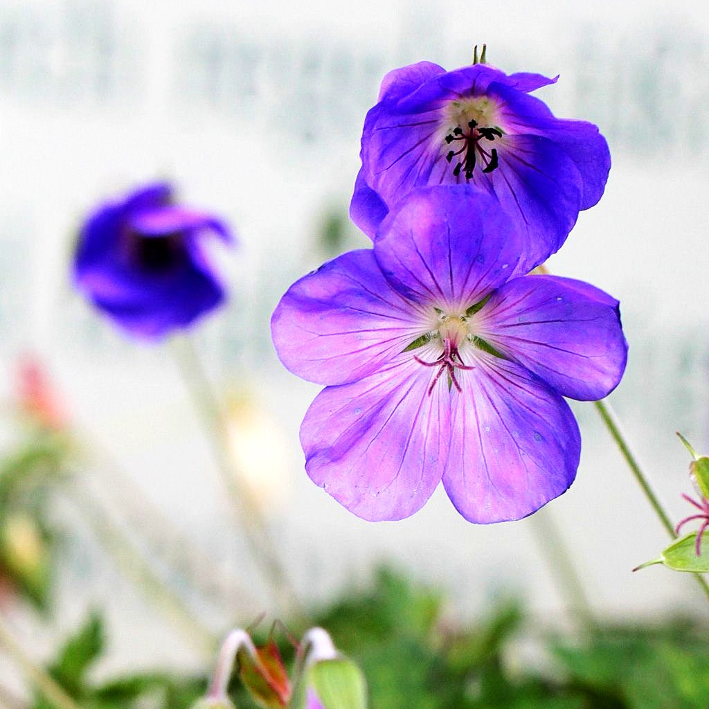 Wallichis Storchschnabel 'Azure Rush' (Geranium wallichianum)