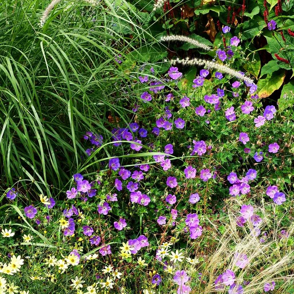 Wallichis Storchschnabel 'Azure Rush' (Geranium wallichianum)