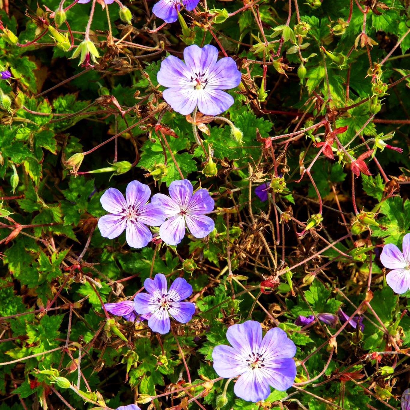 Wallichis Storchschnabel 'Buxton's Blue' (Geranium wallichianum)