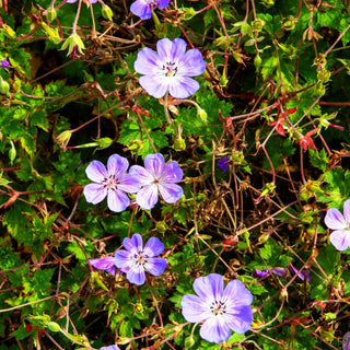 Wallichis Storchschnabel 'Buxton's Blue' (Geranium wallichianum)