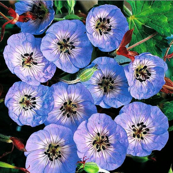 Wallichis Storchschnabel 'Buxton's Blue' (Geranium wallichianum)