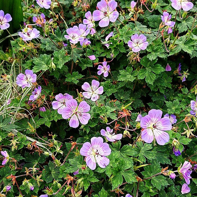 Wallichis Storchschnabel 'Buxton's Blue' (Geranium wallichianum)