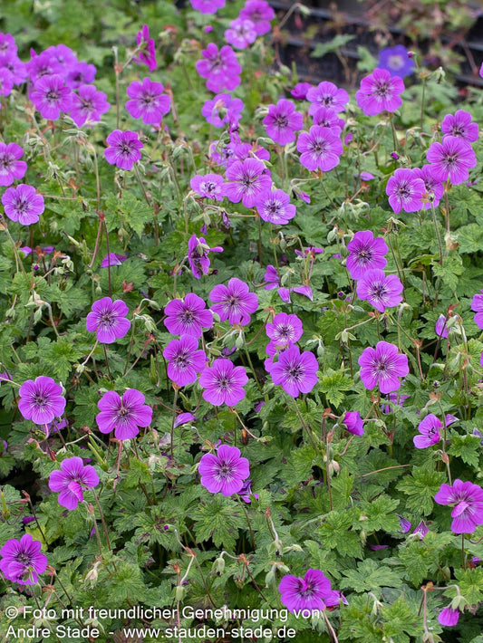 Wallichis Storchschnabel 'Pink Penny' (Geranium wallichianum)
