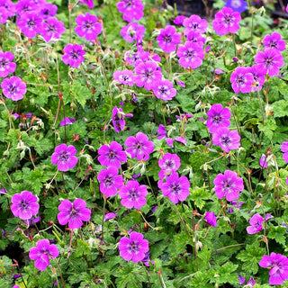 Wallichis Storchschnabel 'Pink Penny' (Geranium wallichianum)