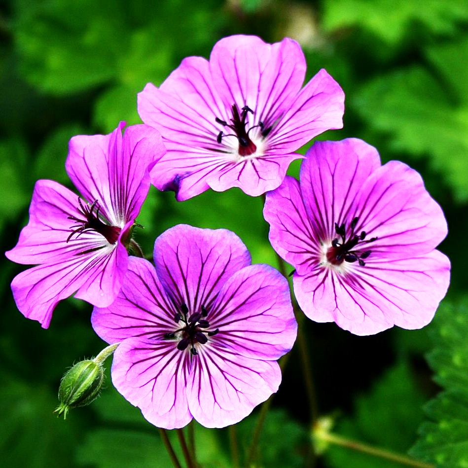 Wallichis Storchschnabel 'Pink Penny' (Geranium wallichianum)