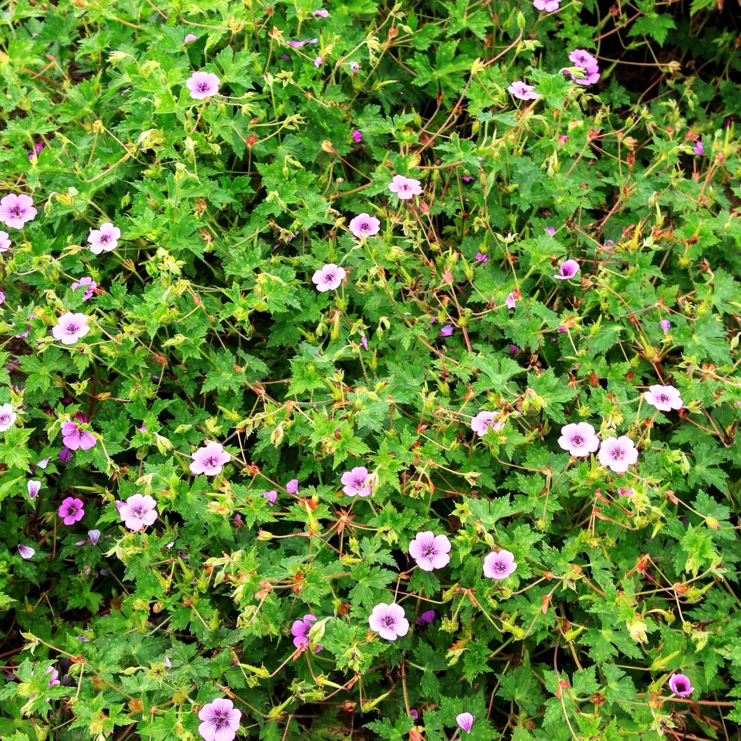 Wallichis Storchschnabel 'Pink Penny' (Geranium wallichianum)