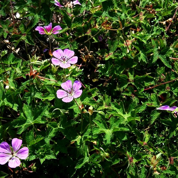 Wallichis Storchschnabel 'Pink Penny' (Geranium wallichianum)