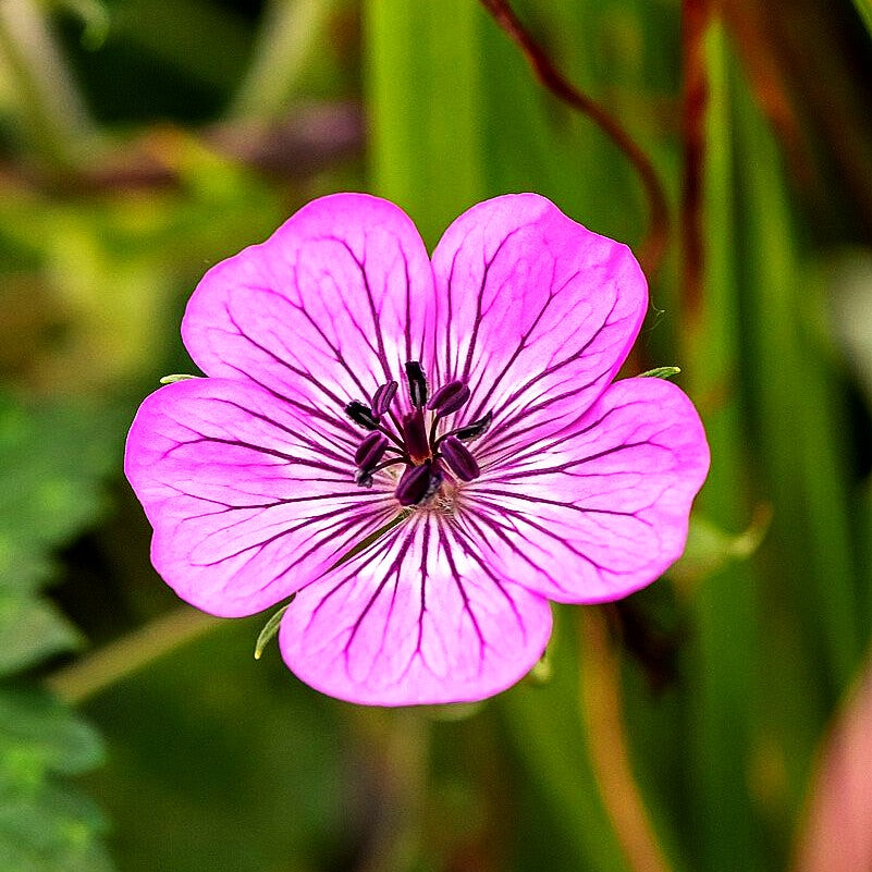 Wallichis Storchschnabel 'Pink Penny' (Geranium wallichianum)