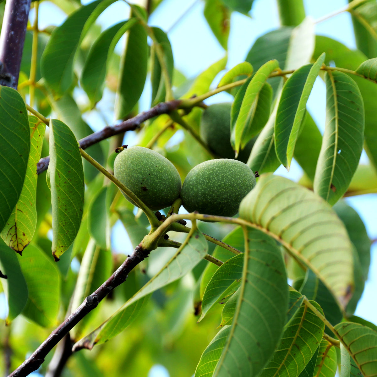 Walnuss 'Franquette' (Juglans regia)