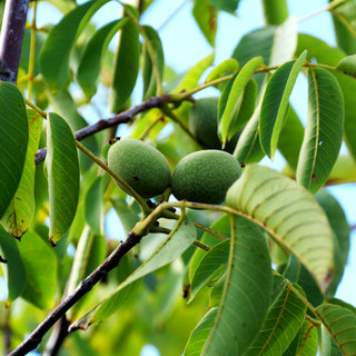 Walnuss 'Franquette' (Juglans regia)