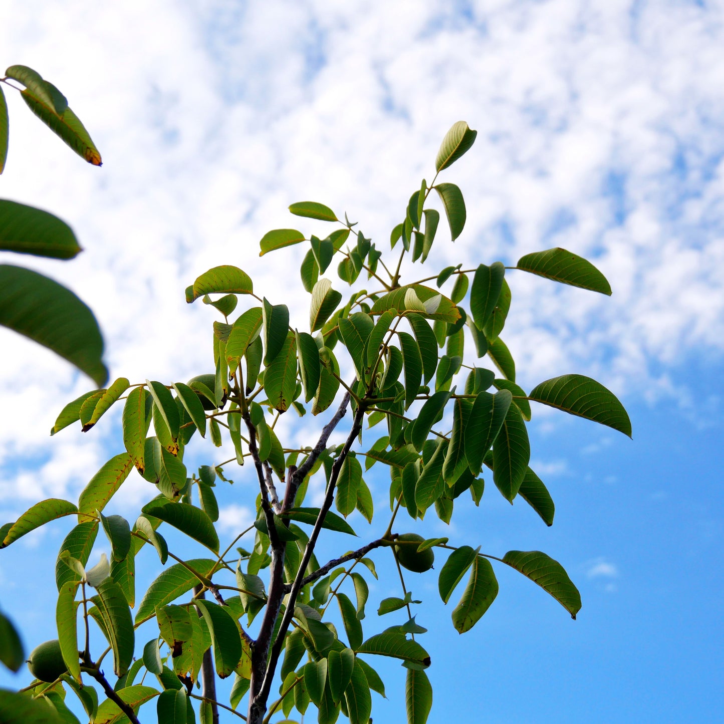 Walnuss 'Franquette' (Juglans regia)