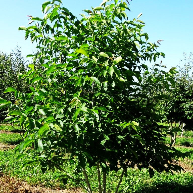 Walnuss (Juglans regia)