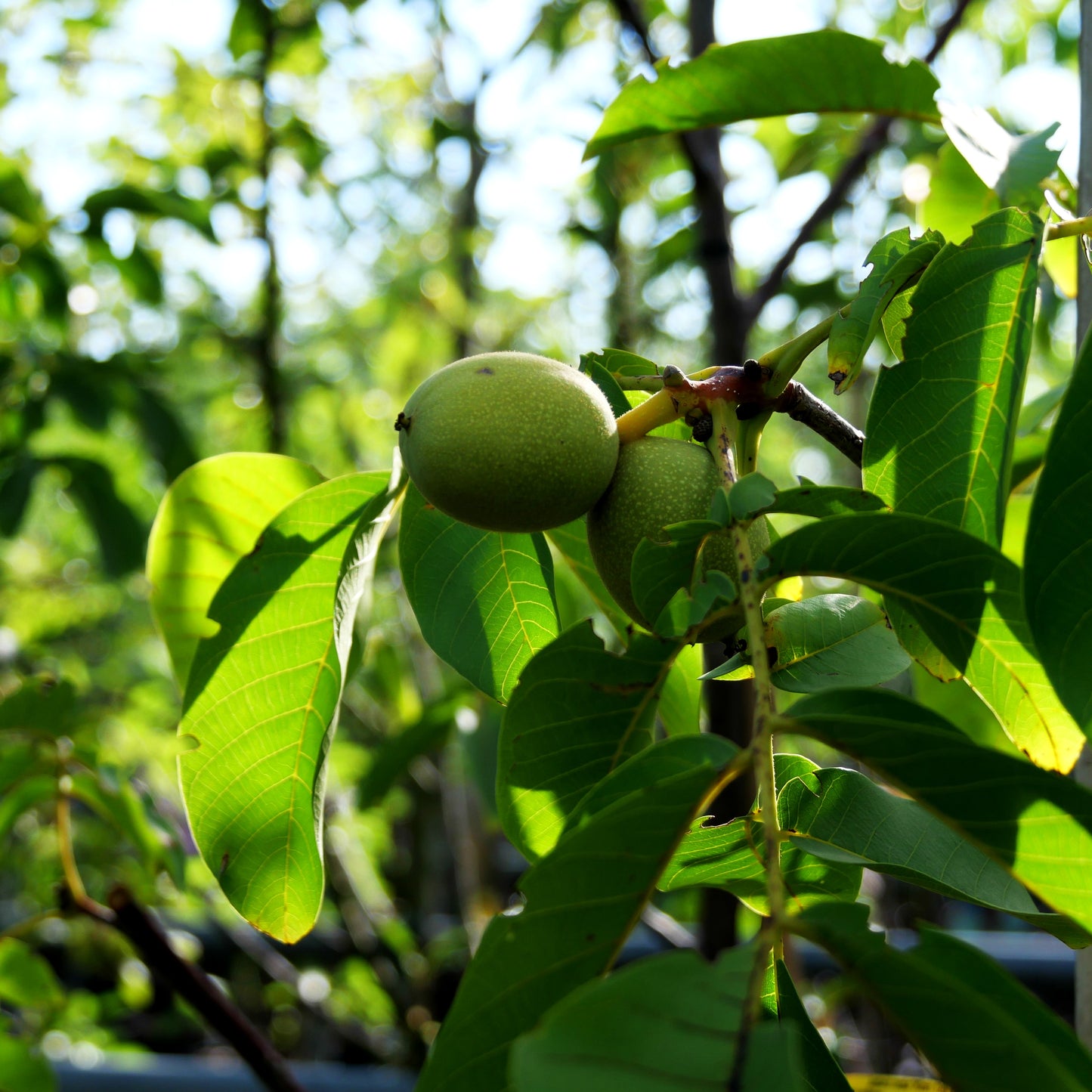 Walnuss 'Klon 120' (Juglans regia)