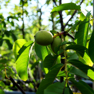 Walnuss 'Klon 120' (Juglans regia)