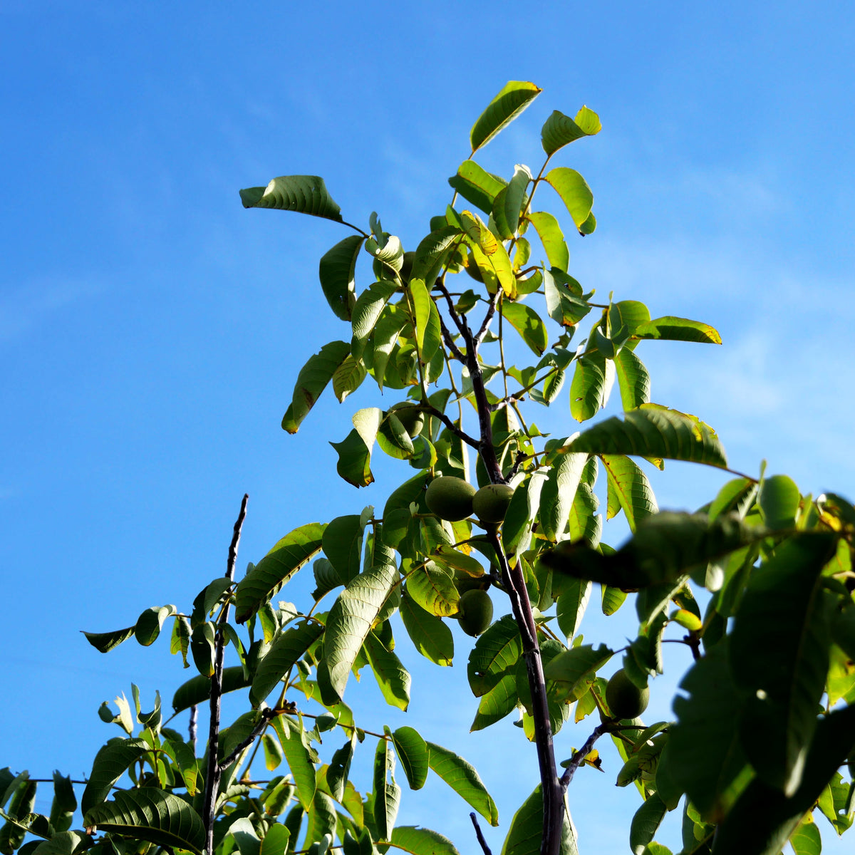 Walnuss 'Klon 120' (Juglans regia)