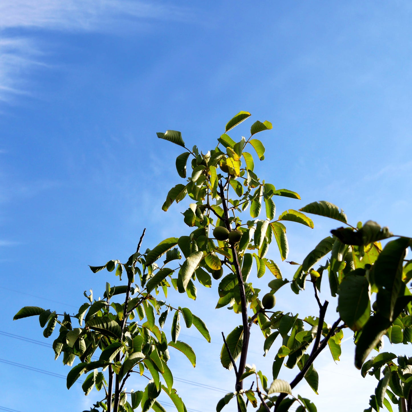 Walnuss 'Klon 120' (Juglans regia)