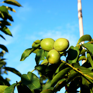 Walnuss 'Klon 286' (Juglans regia)