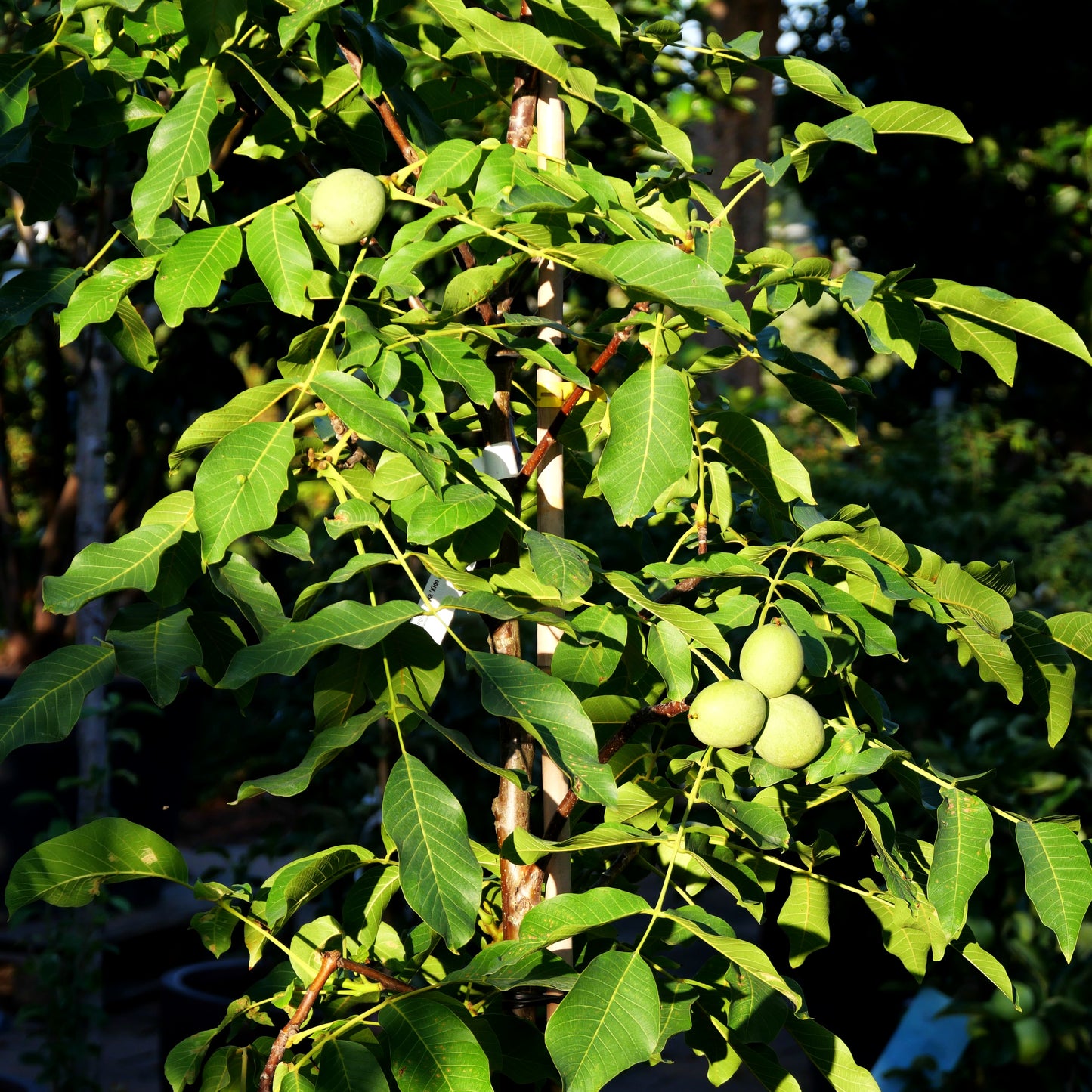 Walnuss 'Klon 286' (Juglans regia)