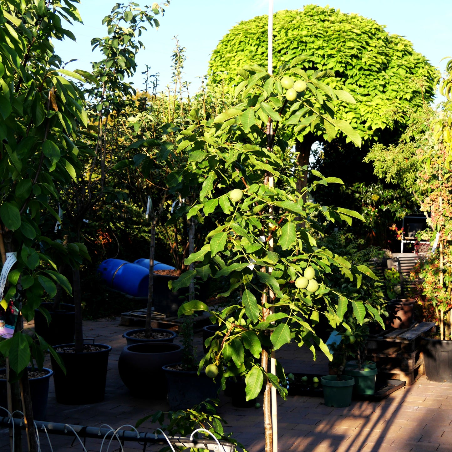 Walnuss 'Klon 286' (Juglans regia)