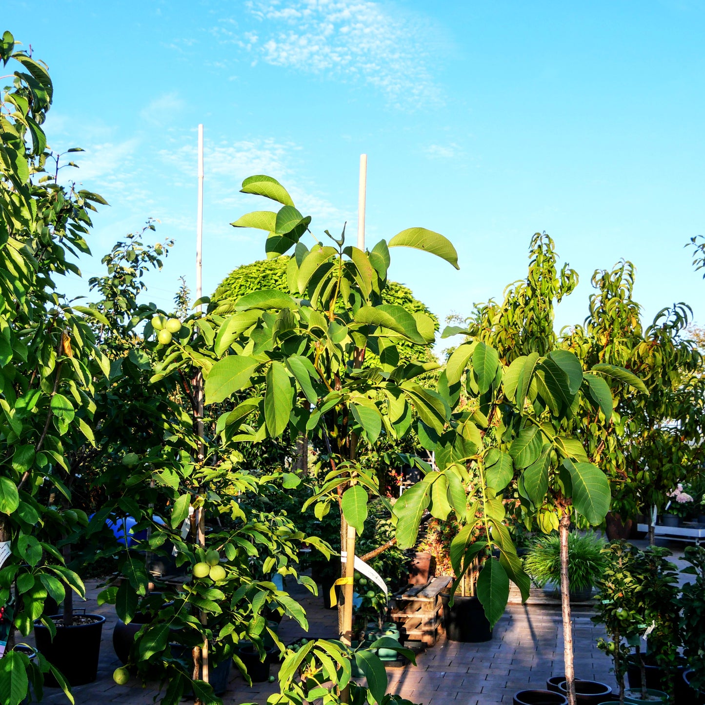Walnuss 'Mars' (Juglans regia)