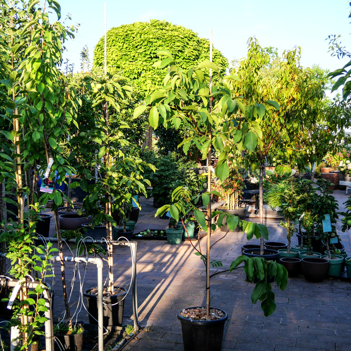 Walnuss 'Mars' (Juglans regia)